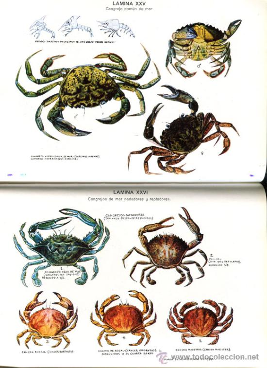 Libros de segunda mano: LOS MARISCOS - Foto 3