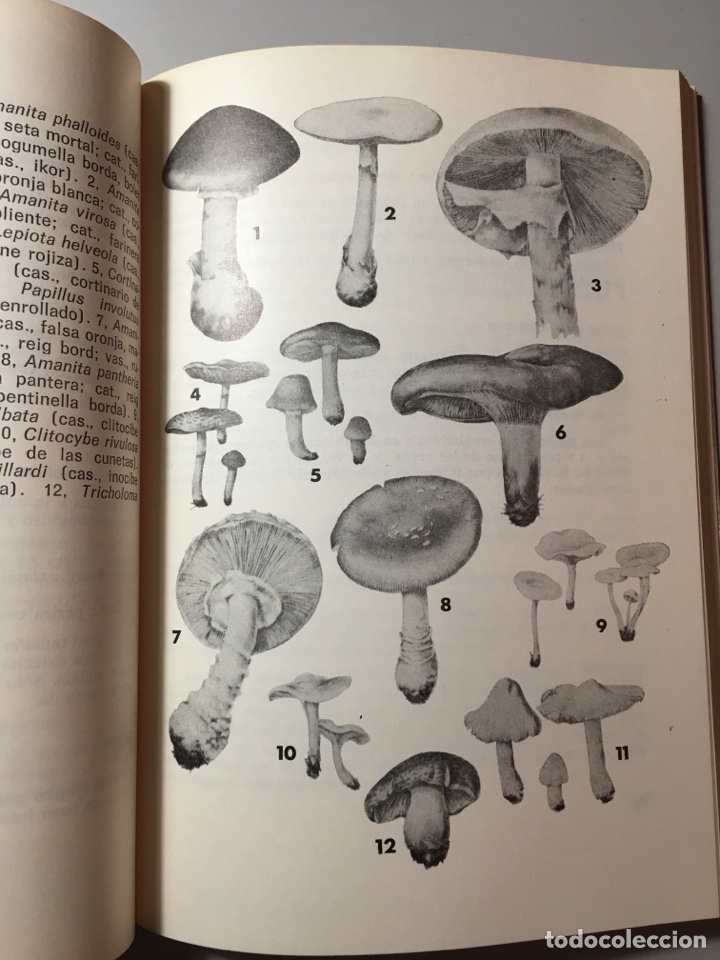 Libros de segunda mano: SETAS. LEANDRO IBAR- PRIMERA EDICI&Oacute;N 1980 - Foto 2
