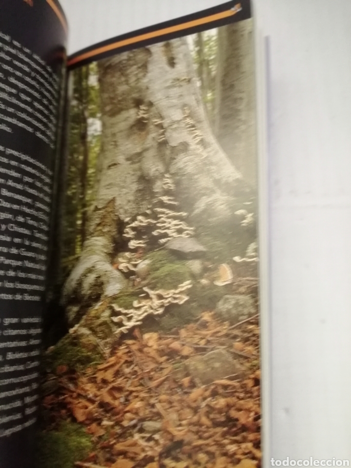 Libros de segunda mano: Las Setas en Arag&oacute;n - Foto 4