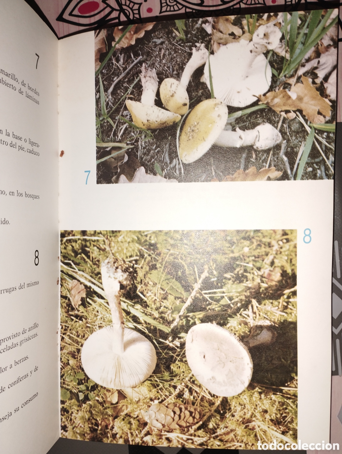Libros de segunda mano: El Gran libro de las setas - Foto 4
