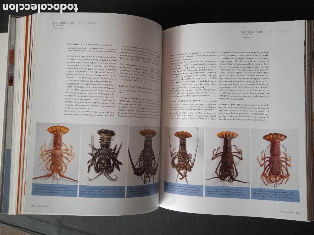 Libros de segunda mano: PESCADOS Y MARISCOS. TEUBNER. 2005 - Foto 6