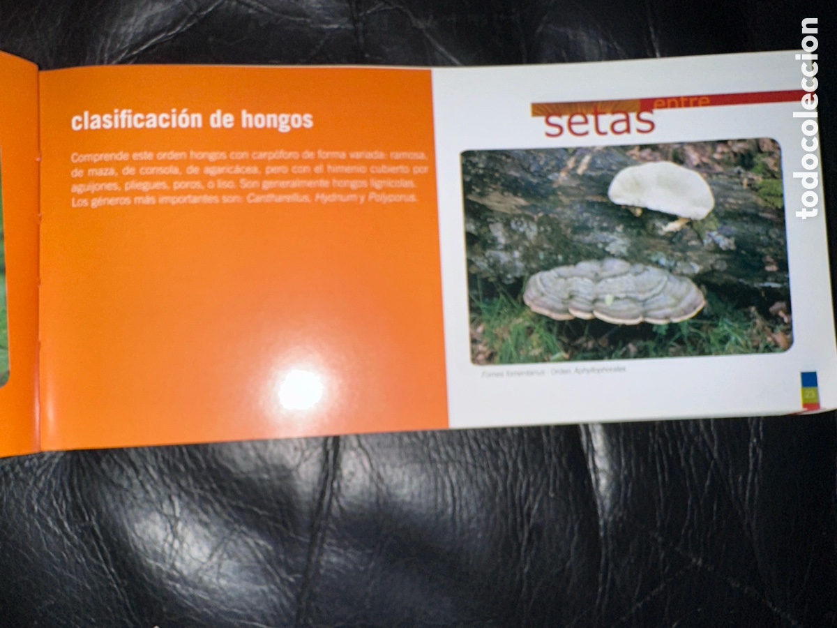 Libros de segunda mano: Entre setas cajastur - Foto 6