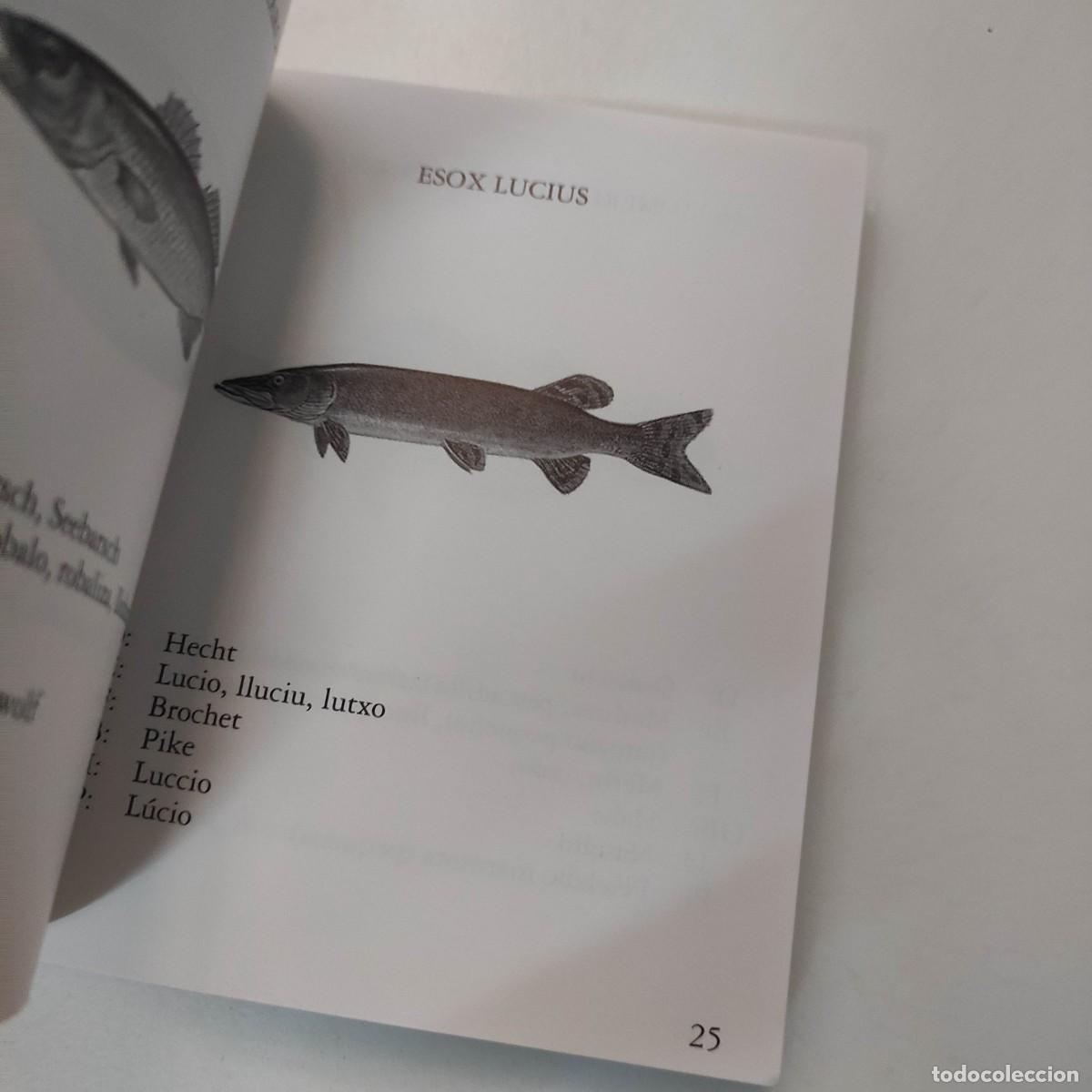 Libros de segunda mano: PESCADOS Y MARISCOS EN 9 IDIOMAS - Foto 5