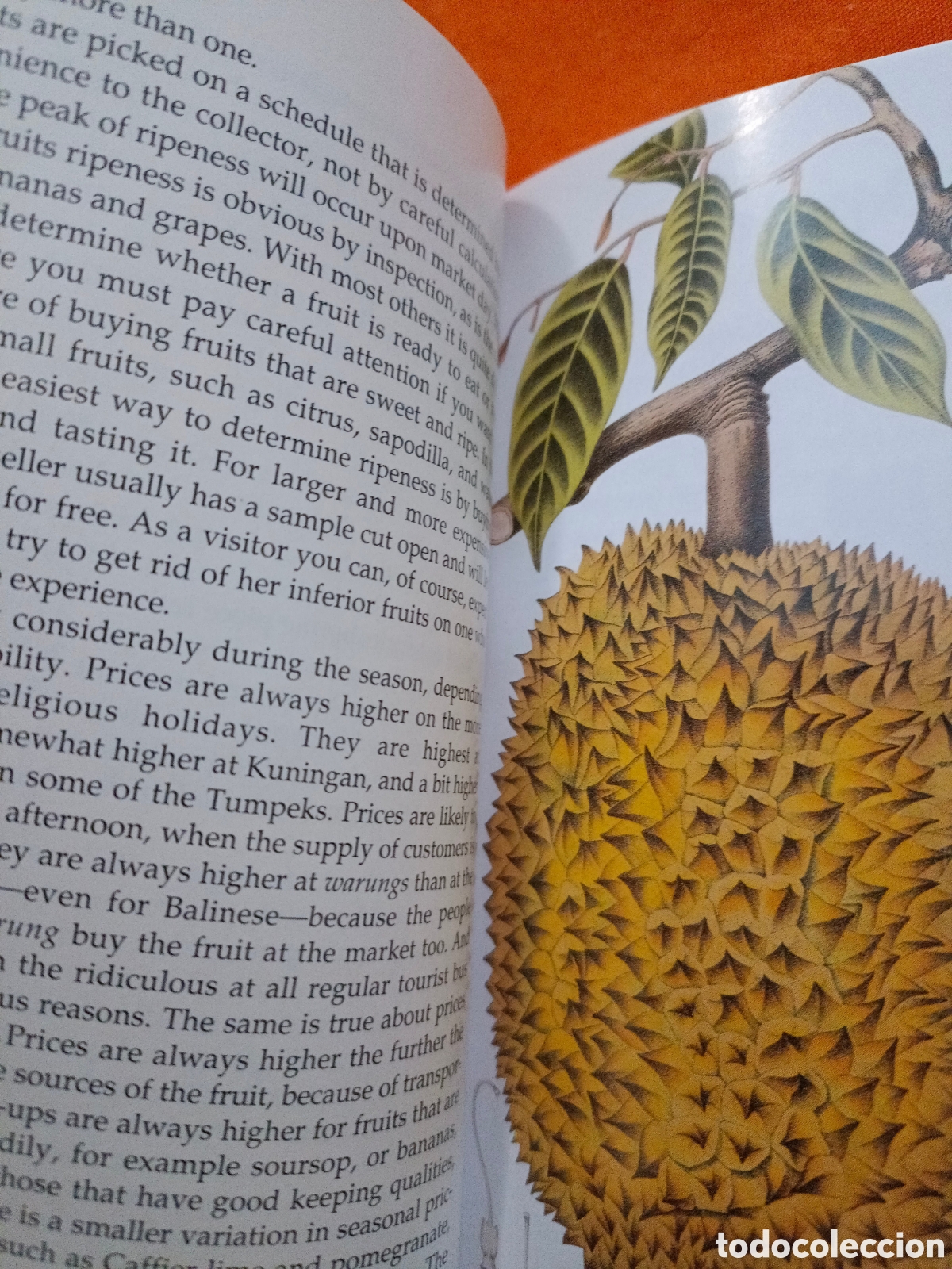 Libros de segunda mano: Frutos de la isla de Bali - Foto 4