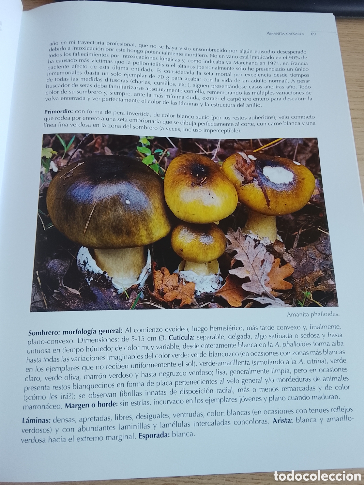 Libros de segunda mano: SETAS (EDITORIAL EVEREST) - Foto 2