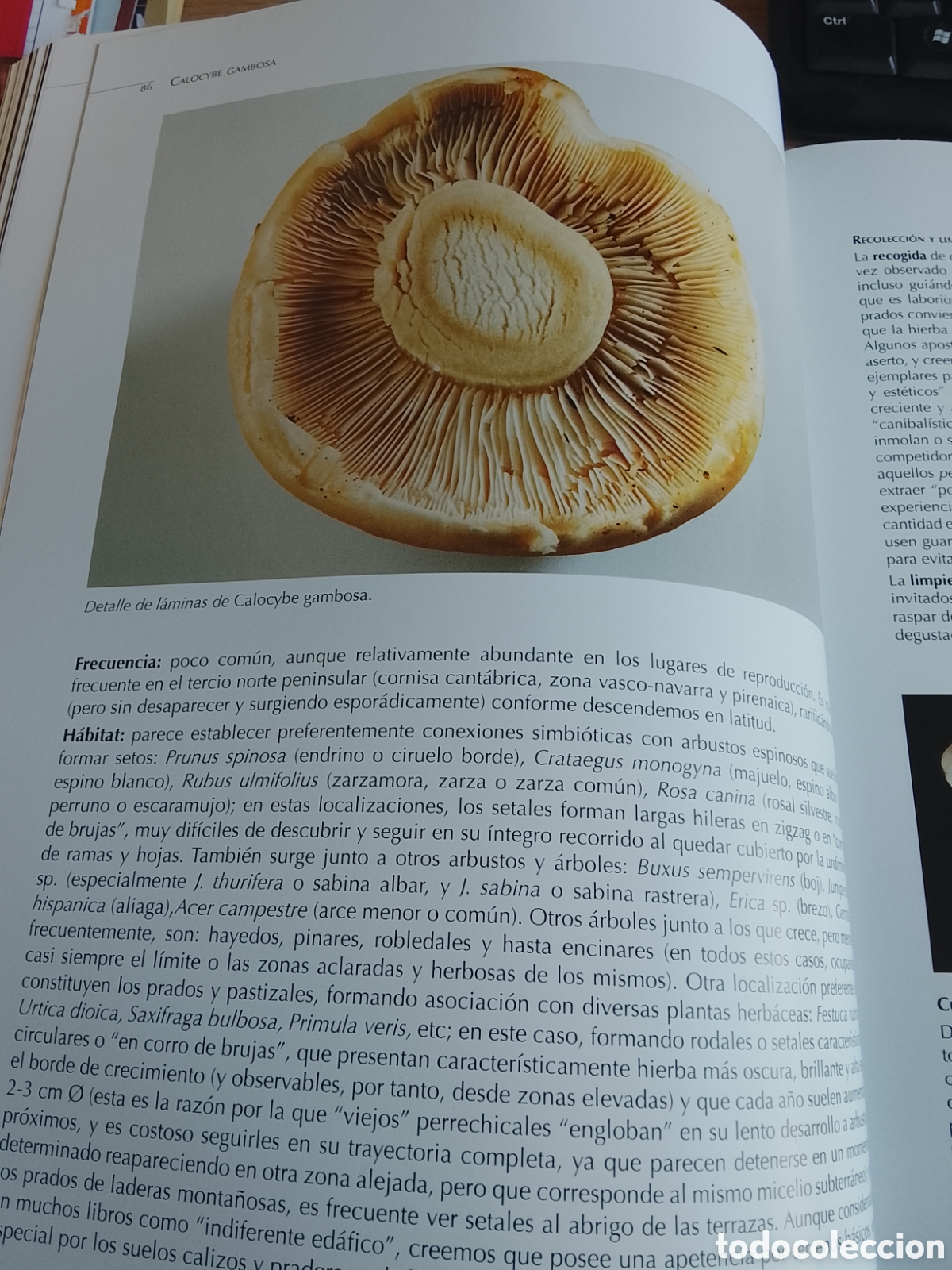 Libros de segunda mano: SETAS (EDITORIAL EVEREST) - Foto 3