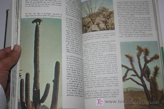 Libros de segunda mano: LIBRO DE DISNEY - A&Ntilde;OS 70 - Foto 6