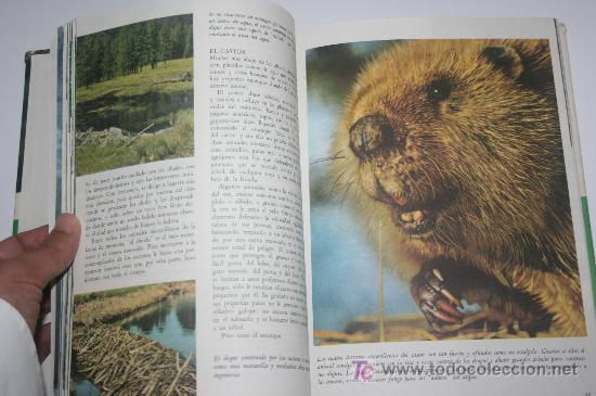 Libros de segunda mano: LIBRO DE DISNEY - A&Ntilde;OS 70 - Foto 4