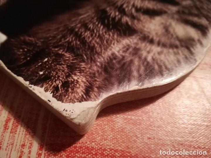 Libros de segunda mano: Gatitos - Planeta infantil - Libro troquelado - Foto 7