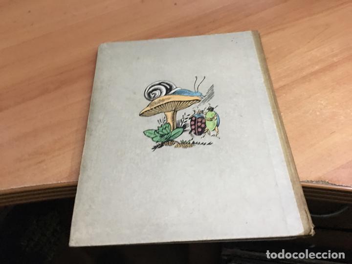 Libros de segunda mano: PERRAULT CUENTOS MAUCCI (COB43) - Foto 3