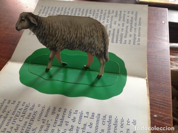 Libros de segunda mano: ABC DE LOS ANIMALES. LIBRO PANOR&Aacute;MICO. EDITORIAL ROMA.(C/A20) - Foto 4