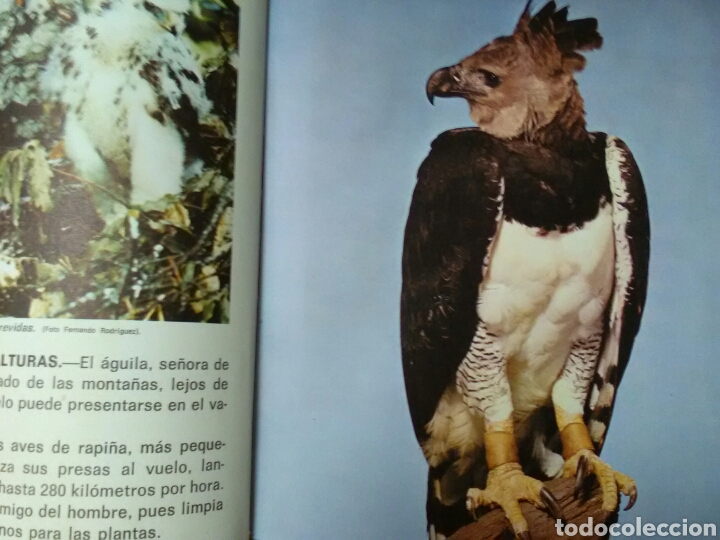 Libros de segunda mano: NUESTROS AMIGOS LOS ANIMALES . Rd. FHER - Foto 2