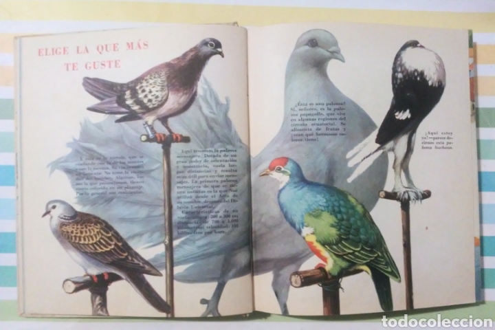 Libros de segunda mano: Cuentos de codelin publex 1964 edicion de 3000 ejemplares - Foto 16