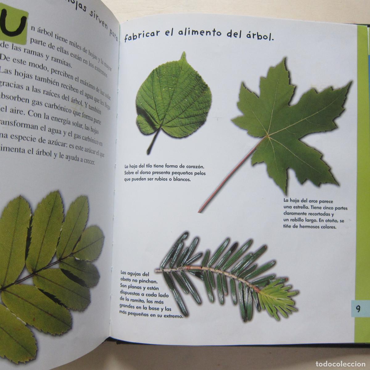 Libros de segunda mano: EL &Aacute;RBOL (COMBEL EDITORIAL) INFANTIL - Foto 3
