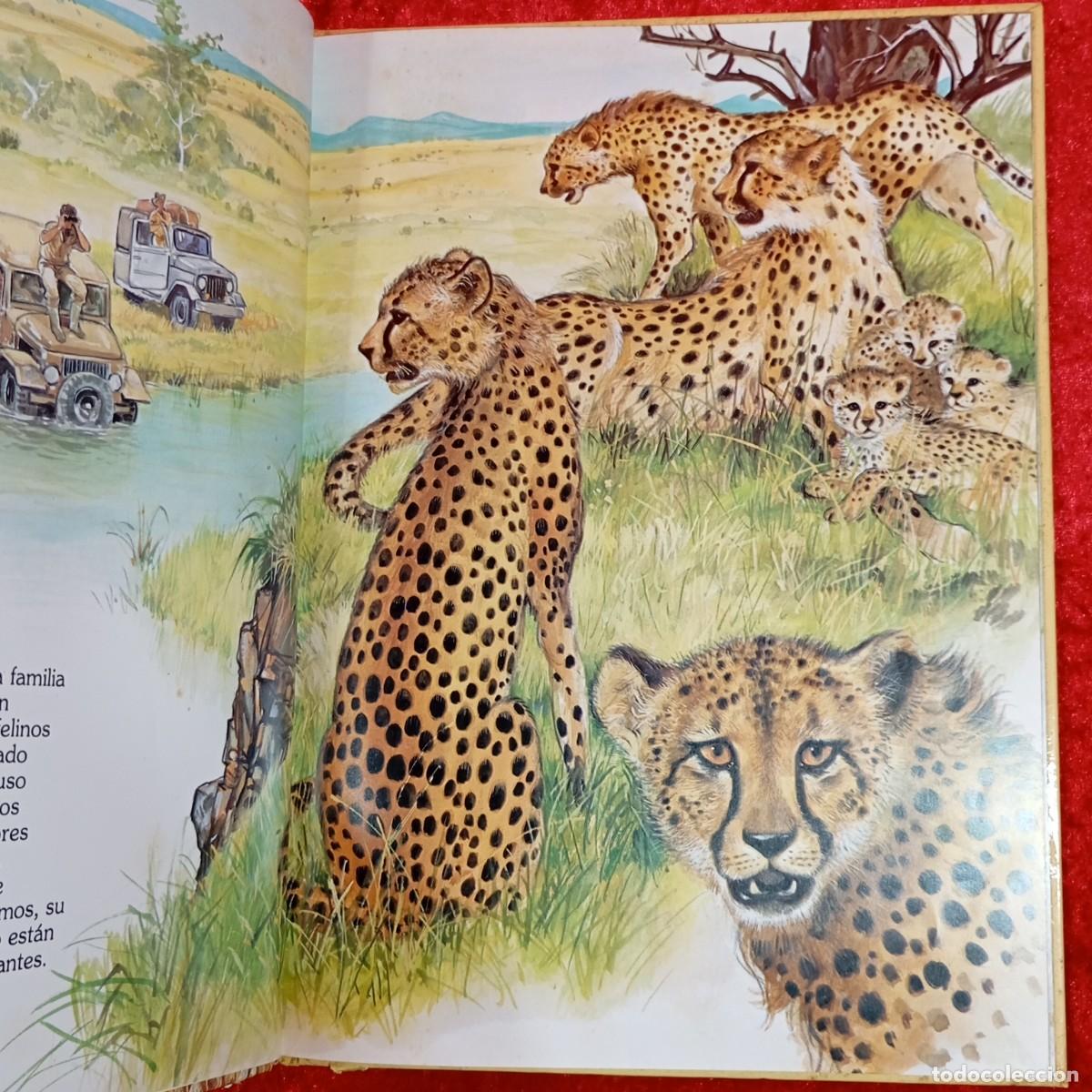 Libros de segunda mano: ENCUENTO EN LA SABANA - EDICIONES HEMMA / 142 - Foto 3