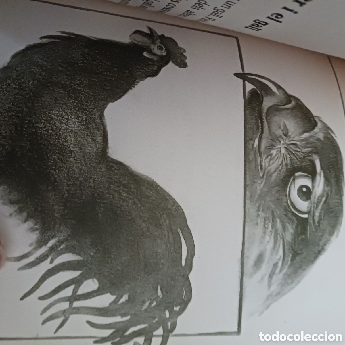 Libros de segunda mano: El llibre dels Animals de Albert Jan&eacute; - Foto 8