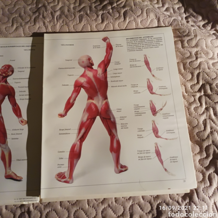 Diccionarios de segunda mano: Enciclopedia Visual de los seres vivos - Foto 2