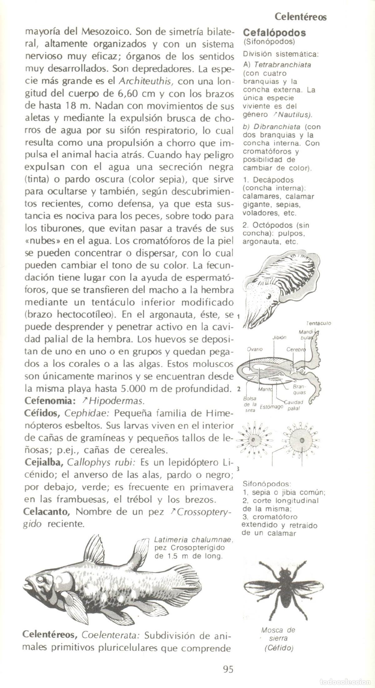 Diccionarios de segunda mano: Zoologia - Alvarez, Julio - Foto 2