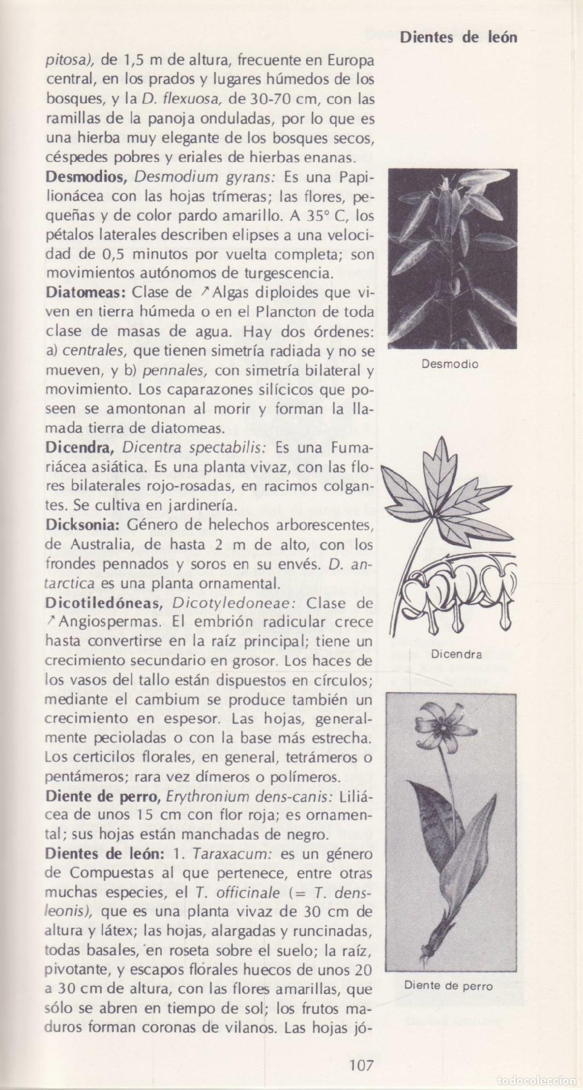 Diccionarios de segunda mano: Botanica - Alvarez Sanchez, Julio - Foto 2