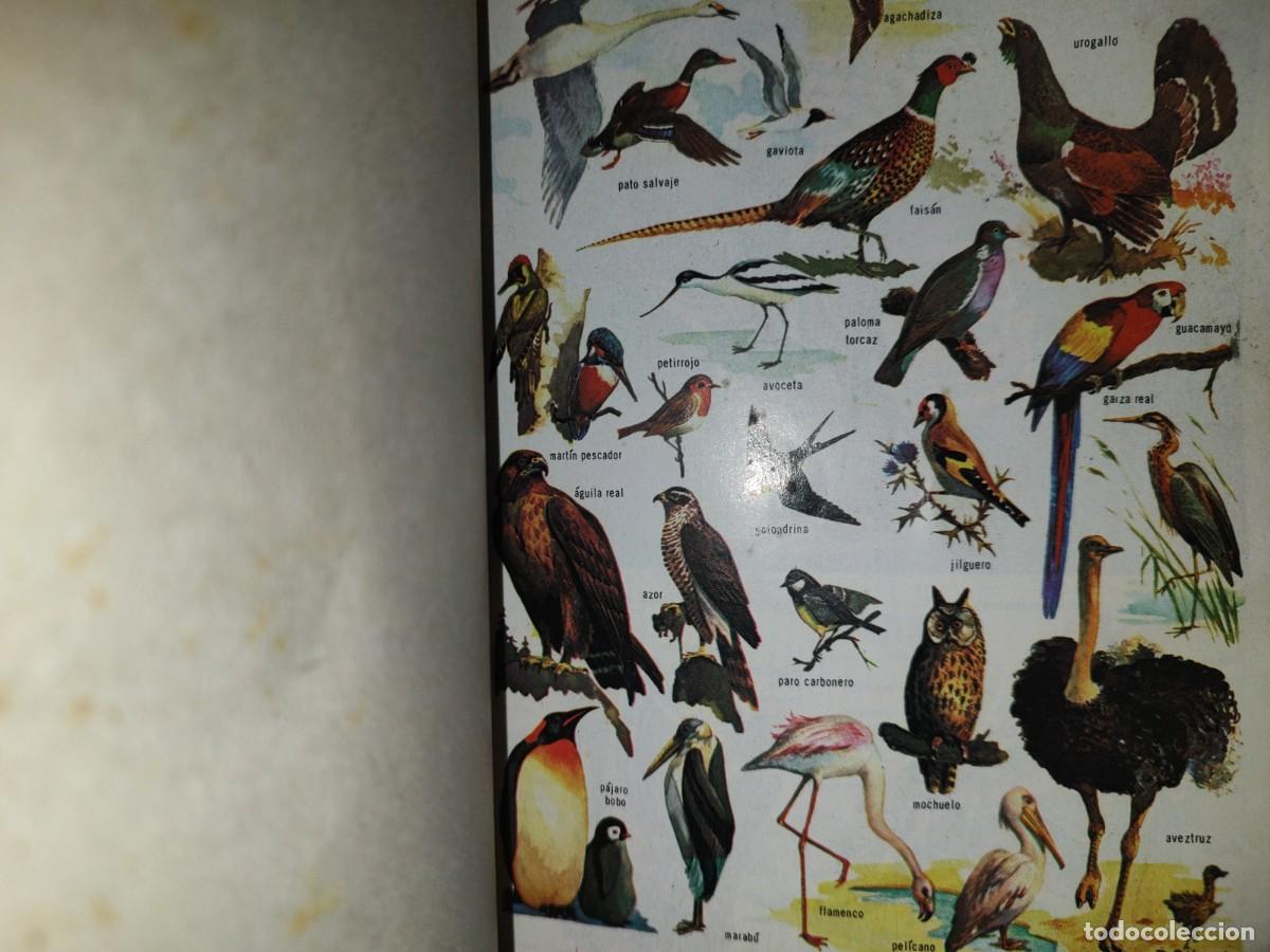 Diccionarios de segunda mano: 203- LAROUSSE. DICCONARIO B&Aacute;SICO ESCOLAR - 1987 - Foto 7