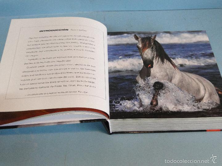Libros de segunda mano: CABALLOS (Cube Book).-V V AA - Foto 2