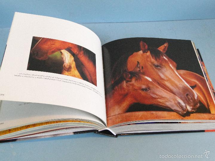Libros de segunda mano: CABALLOS (Cube Book).-V V AA - Foto 3