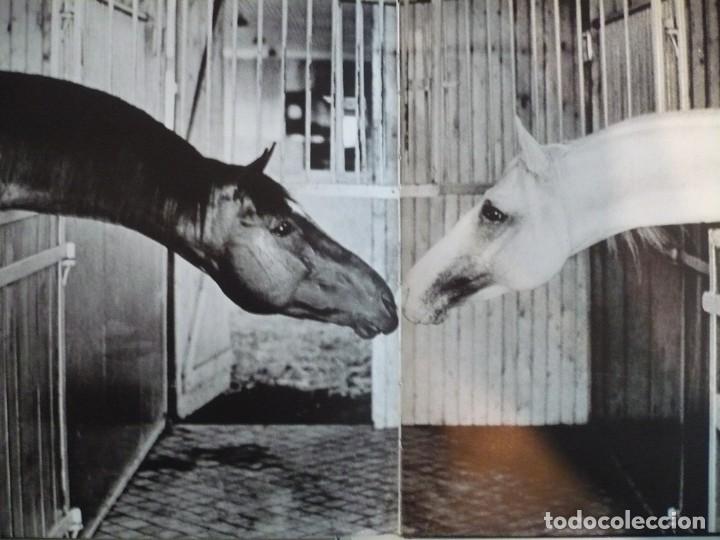 Second hand books: CABALLO DE RAZA EN HUNGR&Iacute;A. &Aacute;LBUM DE FOTOS