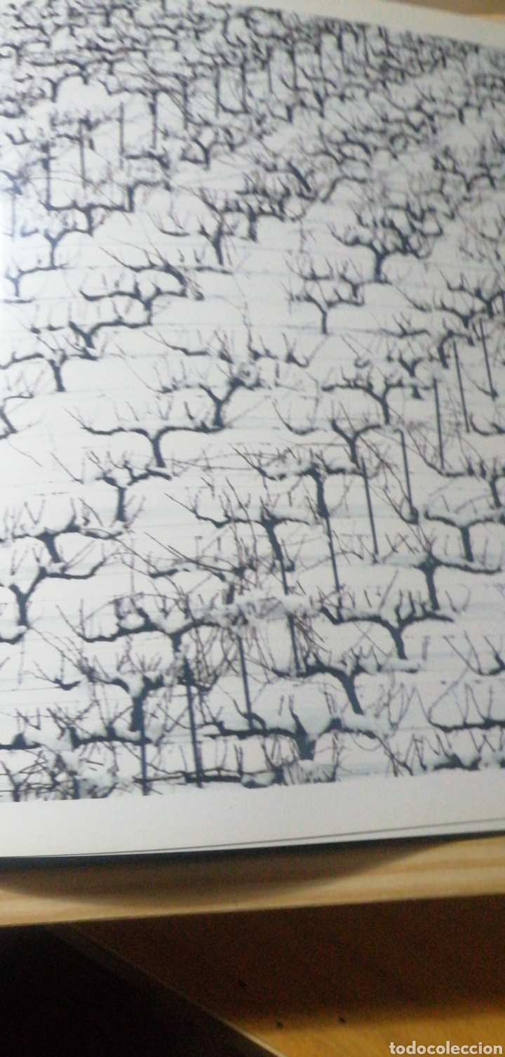 Gebrauchte B&uuml;cher: Vitigrafies. Territori enol&ograve;gic. Universitat de Val&egrave;ncia. 2006 Enolog&iacute;a valenciana. Exposici&oacute;n fotog