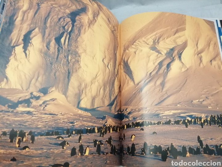 Libros de segunda mano: PING&Uuml;INO - Foto 4