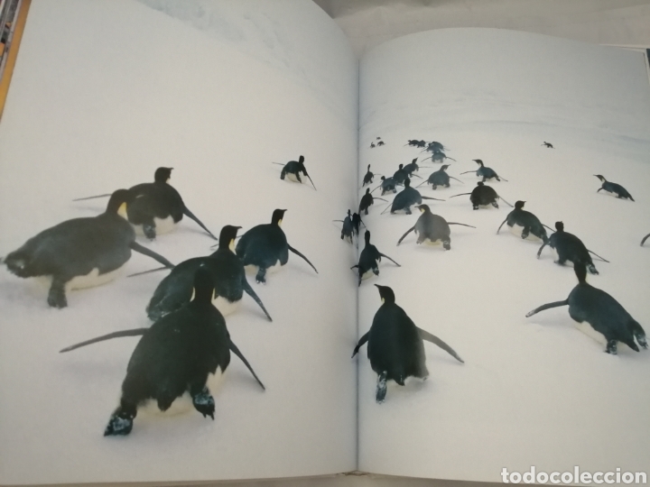 Libros de segunda mano: PING&Uuml;INO - Foto 5