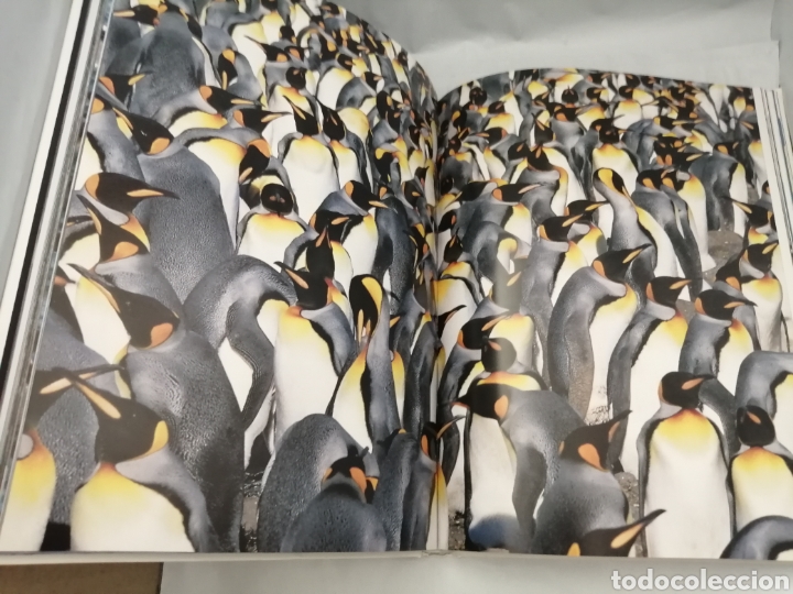 Libros de segunda mano: PING&Uuml;INO - Foto 6