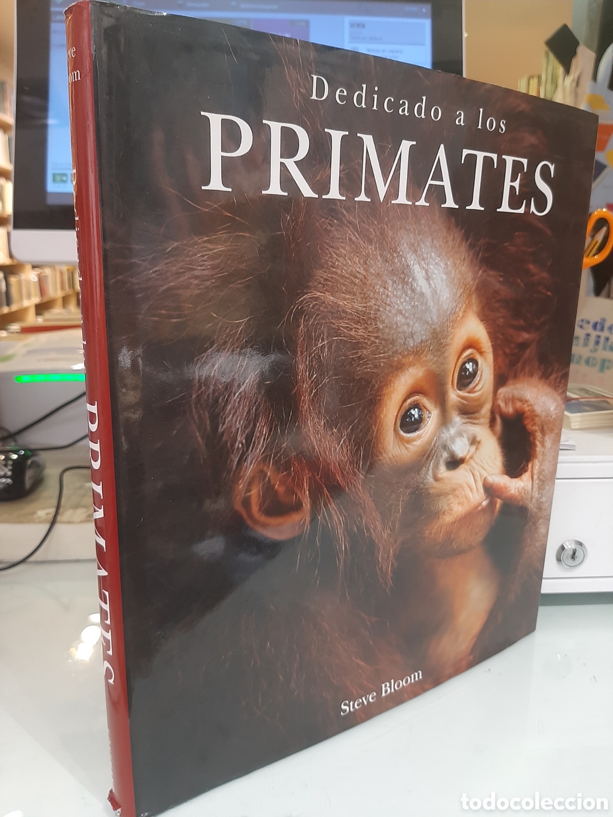 Libros de segunda mano: Dedicado a los primates - Steve Bloom - Foto 2