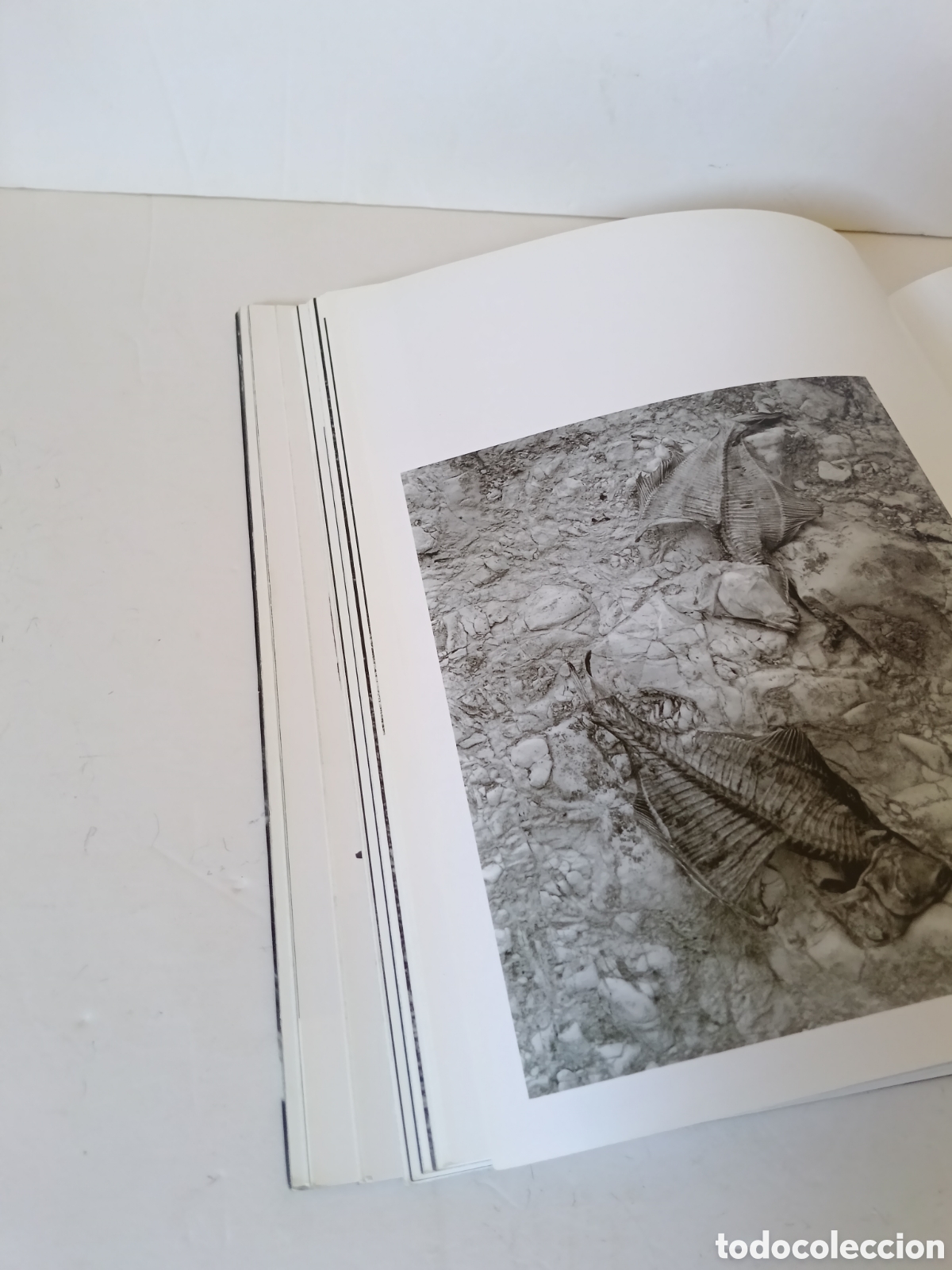 Libros de segunda mano: TERRY HOPE Bodegones - Foto 13