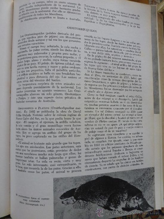 Enciclopedias de segunda mano: Enciclopedia Los Animales, como son ,donde viven ,como viven.5 Tomos.G. Scortecci.Vergara - Foto 4 - 33408839