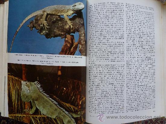 Enciclopedias de segunda mano: Enciclopedia Los Animales, como son ,donde viven ,como viven.5 Tomos.G. Scortecci.Vergara - Foto 5 - 33408839