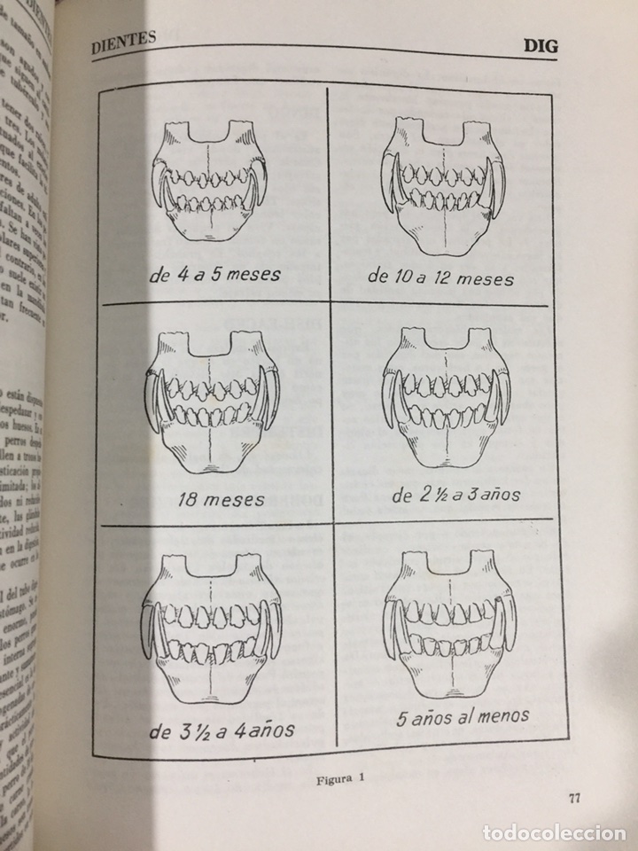 Enciclopedias de segunda mano: Enciclopedia canina - Foto 8