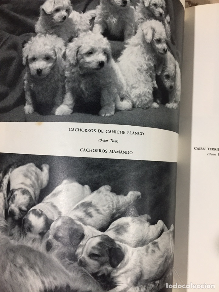 Enciclopedias de segunda mano: Enciclopedia canina - Foto 10