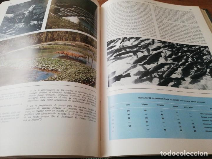 Enciclopedias de segunda mano: Enciclopedia de la pesca. - Foto 5