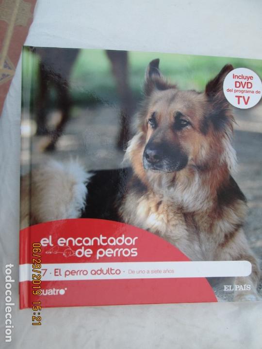 Livres d'occasion: EL ENCANTADOR DE PERROS N&ordm; 7 EL PERRO ADULTO , DE UNO A SIETE A&Ntilde;OS +DVD