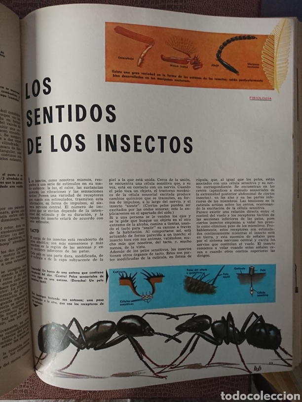 ELITE. Milano: Fratelli Fabbri Editori, 1966. NÃƒÂºmeros 1 - 60. Piezas