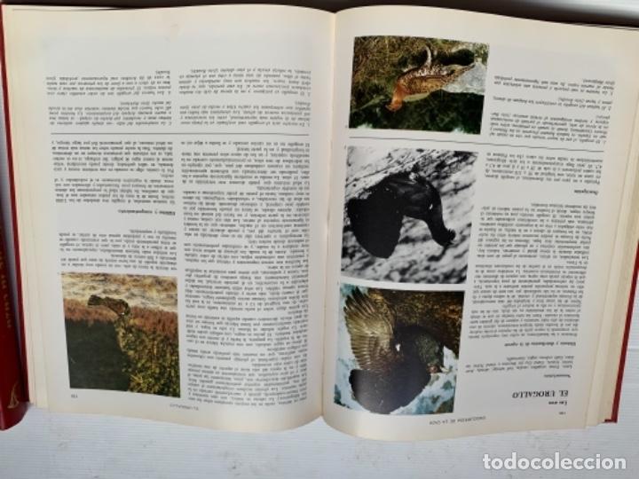 Enciclopedias de segunda mano: Enciclopedia de la caza - Foto 3
