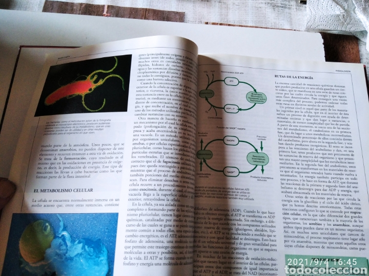 Enciclopedias de segunda mano: Libro Crisol biolog&iacute;a Botanica - Foto 3