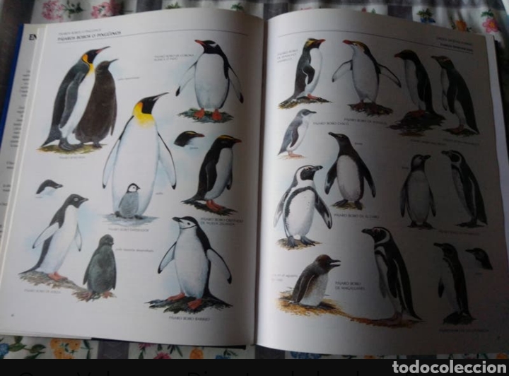 Enciclopedias de segunda mano: ENCICLOPEDIA ILUSTRADA DE LAS AVES - Foto 2