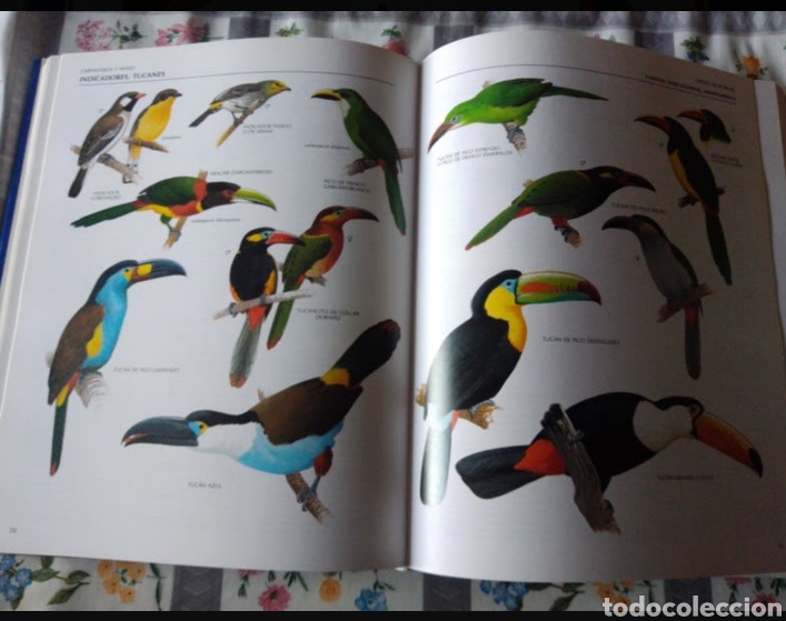 Enciclopedias de segunda mano: ENCICLOPEDIA ILUSTRADA DE LAS AVES - Foto 3