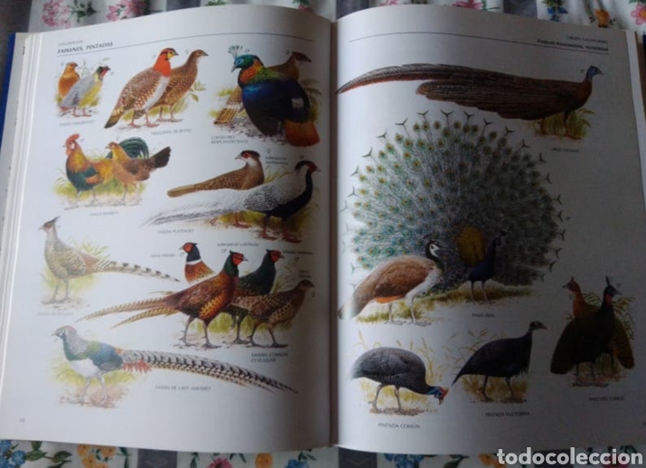 Enciclopedias de segunda mano: ENCICLOPEDIA ILUSTRADA DE LAS AVES - Foto 6