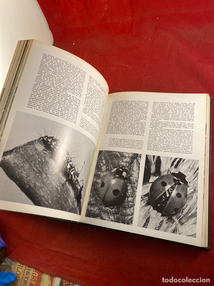 Enciclopedias de segunda mano: LA VIDA DE LOS ANIMALES VOL. 2 - Foto 3