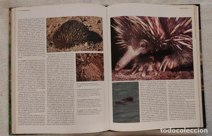 Enciclopedias de segunda mano: ENCICLOPEDIA DE LOS ANIMALES. - Foto 3