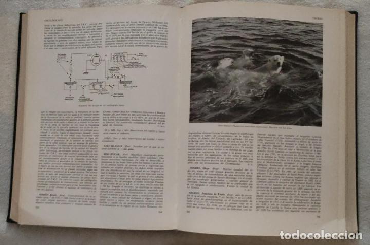Enciclopedias de segunda mano: Enciclopedia general del mar. - Foto 4