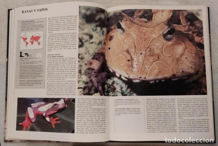 Enciclopedias de segunda mano: ENCICLOPEDIA DE LOS ANIMALES. - Foto 3