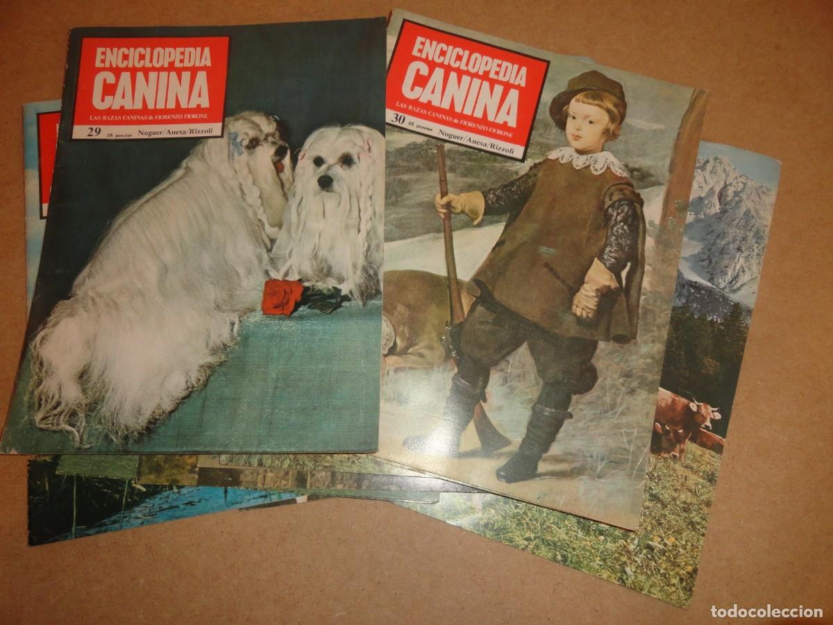 Enciclopedias de segunda mano: ENCICLOPEDIA CANINA - Foto 4